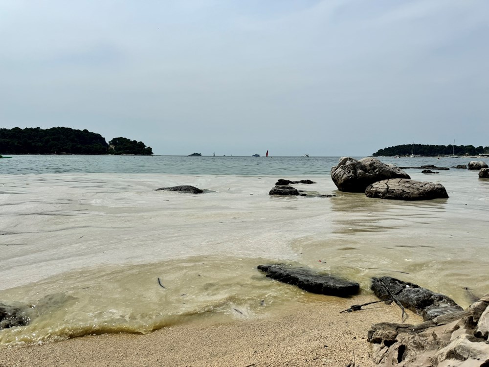 Algal bloom on the west coast of Istria (photo by Mihael Stojanović)