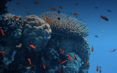 How SeaCras Contributes to Shaping Regenerative Tourism on a Global Scale